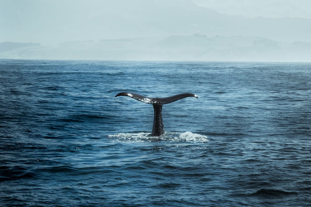 A whale fluke raised above the water off a misty headland