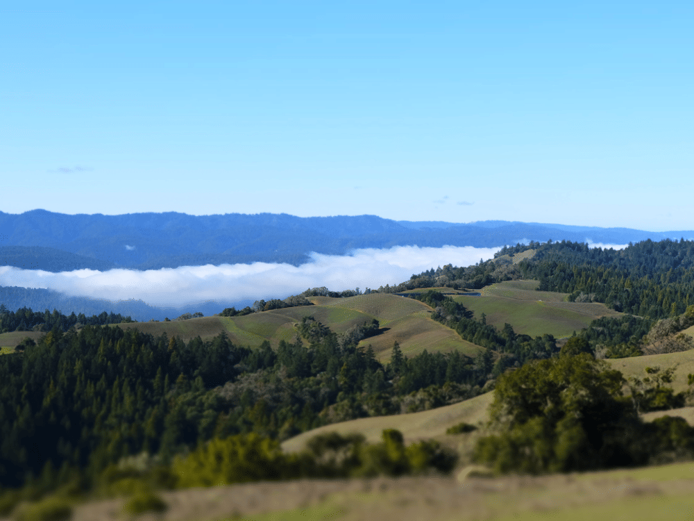 Anderson Valley vineyards and rolling hills above the fog